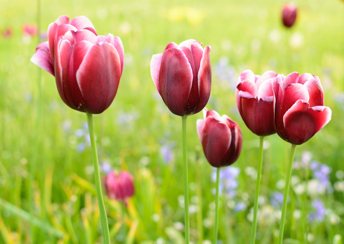 Tulpen im Taunus