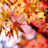 buntes Herbstlaub