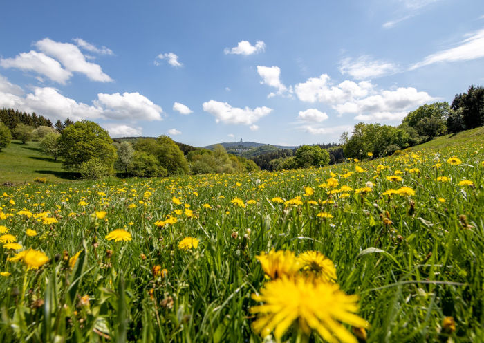 Blumenwiese mit Blick auf den Großen Feldberg